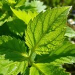 nettle leaf benefits prostate health