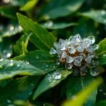 plant sterol compound benefits